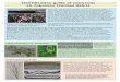 Identification guide of seaweeds on Japanese …...Identification guide of seaweeds on Japanese tsunami debris Since 2012 marine debris caused by the 2011 Great East Japan Earthquake