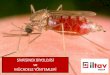 SİVRİSİNEK BİYOLOJİSİ - İLTAV GROUP · 2018-11-09 · Sivrisinek mücadelesinin temeli larvasidal uygulamalara bağlıdır. Hava sıcaklığı 15˚C’nin altına düşmediği