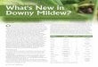 DISEASE MANAGEMENT What's New in Downy Mildew? · Downy mildew had previously been found on a few relatives of Aptenia including Mesembranthymum and Malabar spinach — also in the
