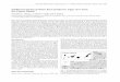 Sublittoral and Deep-Water Red and Brown Algae New from ... · Sublittoral and Deep-Water Red and Brown Algae New from the Canary Islands M.SansÕn*, J.Reyes, J.Afonso-Carrillo and