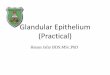 Glandular Epithelium (Practical)Glands are classified according to the number of cells: •Goblet cells which are present in the lining epithelia of intestine and the respiratory tract