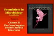 Foundations in Microbiology - bellarmine.edu Readings/Lecture Notes 202/chapt20...The Enteric Yersinia Pathogens •Yersinia enterocolitica –domestic and wild animals, fish, fruits,