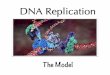 U3L2 - DNA Replication - Model copy...- 2 possible models to explain how this happens: - DNA must replicate (duplicate itself) - Free-ﬂoating nucleotides in nucleus are assembled