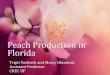 Peach Production in Florida...Peach Insects •Lesser Peach Tree Borer • Affects scaffolds of trees •Peach Tree Borer • Near soil line •Controlled by insecticides • Before