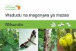 Wadudu na magonjwa ya mazao - Home | Cabi ASHCafricasoilhealth.cabi.org/wpcms/wp-content/uploads/2015/11/AHSC-Summary-cards-legumes...kwa udongo, na hushambulia mashina ya njugu kiasi
