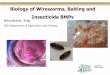 Biology of Wireworms, Baiting and Insecticide BMPsBiology of Wireworms, Baiting and Insecticide BMPs . We are not alone…. Wireworm populations and damages are on the rise globally