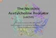 The Nicotinic Acetylcholine Receptor...The Nicotinic Acetylcholine Receptor (nAChR) Amanda Rossman RN, BSN, SRNA York College of Pennsylvania/ Wellspan Health Nurse Anesthesia program