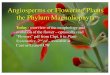 Angiosperms or Flowering Plants the Phylum Magnoliophyta · Angiosperms or Flowering Plants the Phylum Magnoliophyta Today : overview of the morphology and evolution of the flower