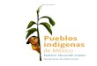 Pueblos indígenas de Méxicoy que la sociedad mexicana tiene en sus pueblos indígenas un riquísimo potencial humano: el fundamento de la integración nacional ya no radica en la