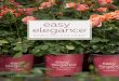 Easy Elegance Roses · OSCAR PETERSON™ Rosa ‘AAC333’ Bred in Canada and named after the famous Canadian jazz pianist and composer Oscar Peterson this new rose is not only tough,