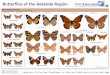 Butterflies of the Adelaide Region Educaio cimate change iodier … · 2018-01-28 · NRMEducaio cimate change iodier sit water food air waste transport energ MOSTLY BROWN OR ORANGE