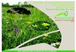 Le Sor, · 2019-05-14 · Guide d’identification plantes de prairie - CA81 Le Sor, son agriculture et ses prairies humides remarquables Le bassin versant du Sor, en piémont de