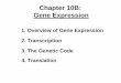 Chapter 10B: Gene Expression Chapter 10B.pdfChapter 10B: Gene Expression 4. Translation 3. The Genetic Code 2. Transcription 1. Overview of Gene Expression. 1. Overview of Gene Expression