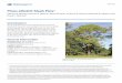 Pinus elliottii: Slash Pine · ENH-622 Pinus elliottii: Slash Pine1 Edward F. Gilman, Dennis G. Watson, Ryan W. Klein, Andrew K. Koeser, Deborah R. Hilbert, and Drew C. McLean2 1