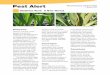 Gladiolus Rust: A New Threatagri.nv.gov/.../Plant/Plant_Pathology/GladiolusRust.pdfGladiolus Rust: A New Threat Background specific source of the 2006 Gladiolus rust (GR), a plant