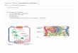 Lymphatic System Lecture Notes - North Idaho …coursecontent.nic.edu/klreeds/biol175kc/175Homepage/...Sec2 Lymphatic Vessels A) Blood Capillaries 1) Function: a) b) Transport mechanisms:
