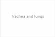 Trachea and lungs - JU Medicine...Trachea • The tracheais a flexible tube that extends from vertebral level CVI (cricoid cartilage ) in the lower neck to vertebral level TIV/V •