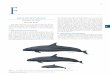 Encyclopedia of Marine Mammals - Cascadia Research · of how marine mammals interact with their environment. Marine mammal adaptations for feeding are especially divergent relative