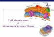Cell Membranes Movement Across Themrlbbio3.weebly.com/uploads/3/8/0/6/38061307/08cellmembranes2009.pdf · Selectively permeable membrane Cell membrane controls what gets in or out