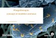 Phagothérapie: concept et modèles animaux · Classification des virus Etudes moléculaires kDa 116 66 45 35 25 18 14 Mass Spec Plages de lyse Microscopie élec. Cinétiques de lyse