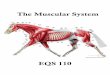 The Muscular System · 2018-06-18 · Lecture – The Muscular System Return to Table of Contents Function of Muscles The muscular system of the horse forms the largest tissue mass