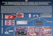 Tissue Engineering in Dentistry: isolation and ...Tissue Engineering in Dentistry: isolation and characterization of osteogenic stem cells from human jaws periosteum Andrea Ottonello1,