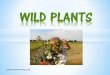 WILD PLANTS - Teacher's Zone · 2018-12-05 ·  clover flower /’klɘʊvɘ ’flaʊɘ/  daisy /’deɪzi/  cornflowers /’kɔ:nflaʊɘz