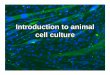 Introduction to animal cell culture · Tool for the study of animal cell biology using convenient in vitro model of cell growth Mimic of in vivo cell behaviour (e.g cancer cells)