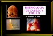 CARA - rodolfo avila · 2018-11-01 · el intestino anterior que dará origen a la boca, constituyendo la cavidad bucal primitiva. Comprende la cavidad bucal como tal y la cavidad
