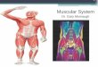 1 Muscular System - Bayside Inndrmanatomy.weebly.com/uploads/1/5/4/7/15477822/10_-_muscles.pdf · •three kinds of muscle tissue skeletal, cardiac, smooth •specialized for one