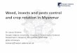 Weed, insects and pests control and crop rotation in Myanmargeggmyanmar.org/wp-content/uploads/2018/05/Dr-Laura-Vickers-2.pdfKnowledge cycle Know the crop’s growth characteristics