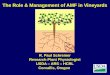 The Role & Management of AMF in Vineyards · The Role & Management of AMF in Vineyards ... Enhance nutrient uptake (particularly P). 2. Enhance water uptake (drought tolerance). 3