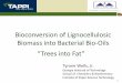 Bioconversion of Lignocellulosic Biomass into Bacterial ......School of Chemistry & Biochemistry ... 2012. 30(12): p. 627-637 3 ... Franz Wolf "Wood" in Ullmann's Encyclopedia of Industrial