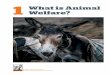 1 What is Animal Welfare? - Brooke · 2016-04-15 · 8 WHAT IS ANIMAL WELFARE? Measuring Impact on Animal Welfare Why must animal welfare be measured at the Brooke? To provide a baseline