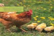 By observing chickens, Christiaan Eijkman helped discover ...novella.mhhe.com/sites/dl/free/0073522740/988233/sample_chapter.pdf · B- vitamin coenzymes act as electron donors or