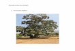 Devade Giant Tree images - GlobalGiving · Devade Giant Tree images 1. Terminalia bellirica . (ii) (III)