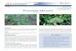 Horticultural Crops Powdery Mildew The different genera or groups of powdery mildew fungi are very specialized and infect only certain groups of plants. For example, the powdery mildew