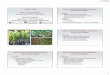 LGMSC 2020 New and Emerging Plant Diseases Boxwood Blight … · New and Emerging Plant Diseases Beech Leaf Disease New and Emerging Plant Diseases Where to Go for Help Plant Disease