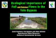 Ecological Importance of Fall and Summer Flows in the Yolo ...scienceconf2016.deltacouncil.ca.gov/sites/default/... · 11/17/2016  · Ecological Importance of. Fall . and Summer