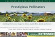 Prestigious Pollinators - University of Vermont · Prestigious Pollinators Setting the home stage for bees, butterflies, birds and more. Presenters: Donna Thomas, Extension Master