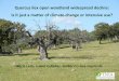 Quercus ilex open woodland widespread decline: Is it just ... · Quercus ilex open woodland widespread decline: Is it just a matter of climate-change or intensive use? Alicia Ledo,