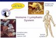 Immune / Lymphatic System - KING'S SCIENCE PAGEhkingscience.weebly.com/uploads/4/5/4/8/45489663/43_notes_immune.pdf · AP Biology 2007-2008 Immune / Lymphatic System lymphocytes attacking