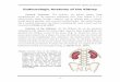 Endourologic anatomy of the kidney - Bubu.edu.eg/portal/uploads/Medicine/UROLOGY /523...Endourologic Anatomy of the Kidney General Anatomy: The kidneys are paired organs lying retroperitoneal