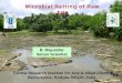 MICROBIAL RETTING OF JUTE N Meena.pdf · • Slow moving soft water produces best quality fibre, but such conditions are rarely prevailed in the jute growing areas of India. • The