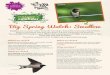 Big Spring Watch: Swallow - BBCdownloads.bbc.co.uk/tv/springwatch/SW_Swallow_A4.pdf · Big Spring Watch: Swallow Swallows are a summer visitor to the UK returning to breed after wintering