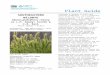 Southeastern wildrye (Elymus glabriflorus) plant … · Web viewPlants should not be defoliated (clipped or grazed) lower than 5 to 6 inches, in order to prevent weed competition