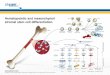 Hematopoietic and mesenchymal stromal stem cell differentiationdocs.abcam.com/pdf/stemcells/mesenchymalcard.pdf · 2012-08-22 · Osteocalcin [OC4-30 ] M ELISA, IHC-Fr, IHC-P, WB