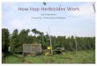 How hop herbicides work 3-16 - Extension Buffalo County€¦ · •Hop herbicides (example trade names): –norflurazon(Solicam) –trifluralin(Treflan) –flumioxazin(Chateau) –carfentrazone(Aim)