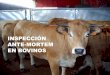 INSPECCIÓN ANTE-MORTEM EN BOVINOSintranet.icovv.com/cursos/3648_8347_yd76_8djs_9sda/23-02...2018/02/23  · Inspección Ante-Mortem • Presencia del veterinario. • Excepto: –En