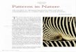 Patterns in Nature. - Biology Learning Centerblc.arizona.edu/courses/schaffer/449/Patterns in Nature.pdf · 2013-08-21 · Patterns in Nature The new focus on self-organizing processes